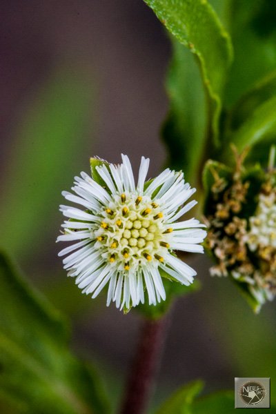False daisy with true benefits
