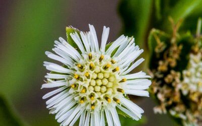 False daisy with true benefits